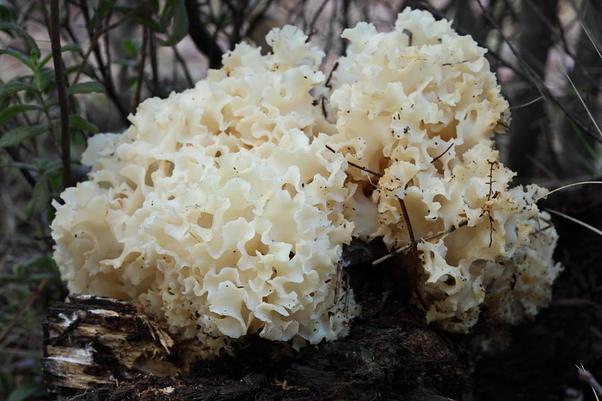 Masseeola crispa ( Wulfen) Kuntze, 1891??